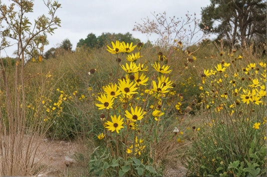 Swamp Sunflower – Helianthus angustifolius Seeds | 100 Seeds | Tall Native Wildflower | Bright Yellow Fall Blooms