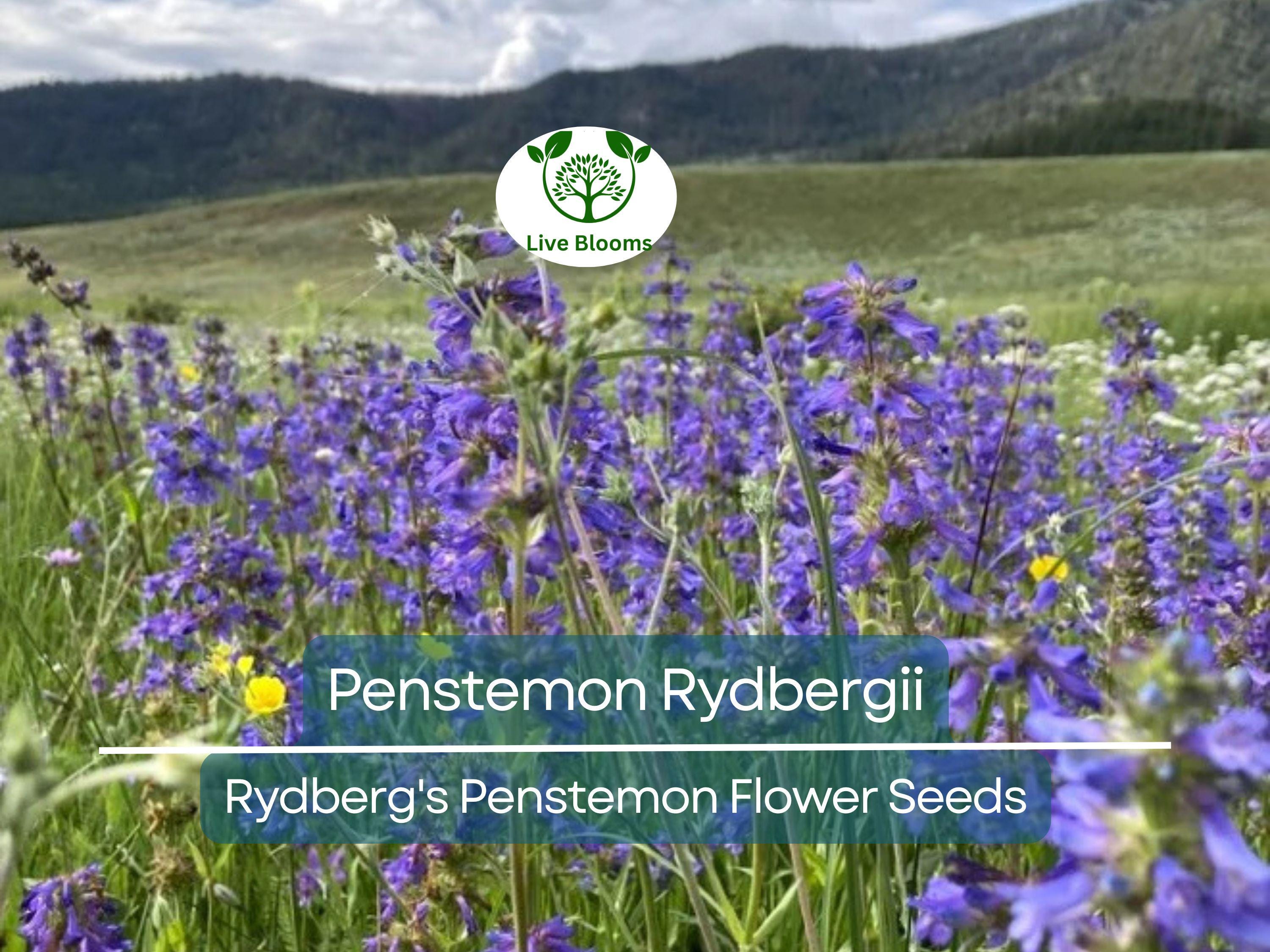 100 mg Seeds Penstemon Rydbergii (Rydberg's Penstemon) for Planting | Native Wildflower for Pollinator Gardens & Low-Maintenance Landscapes