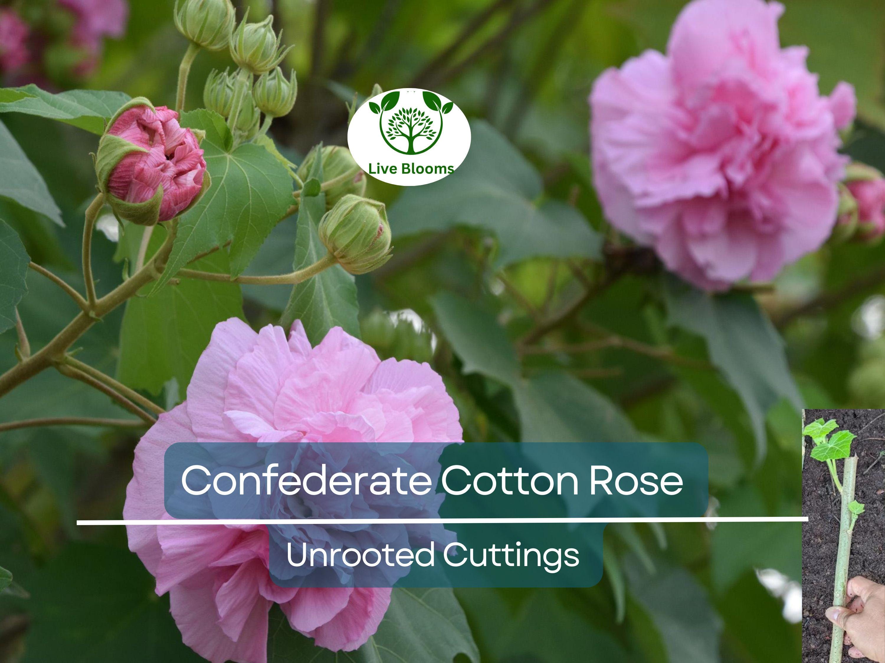 4 Confederate Cotton Rose Unrooted Cuttings - Hibiscus mutabilis, Color Changing Flowers, Hardy, Unique Flowering Plant, Flowering Cutting