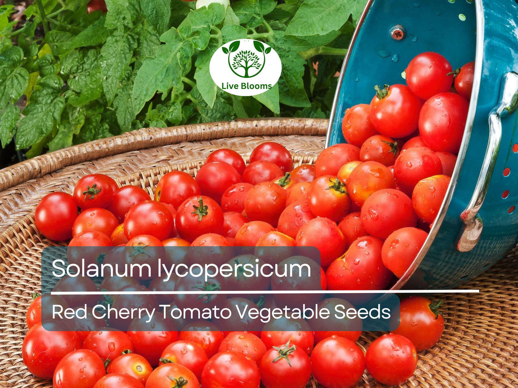 100 mg Red Cherry Tomato Seeds Solanum lycopersicum | Sweet Cherry Tomatoes for Planting, Home Garden, Heirloom Vegetable, Juicy & Delicious