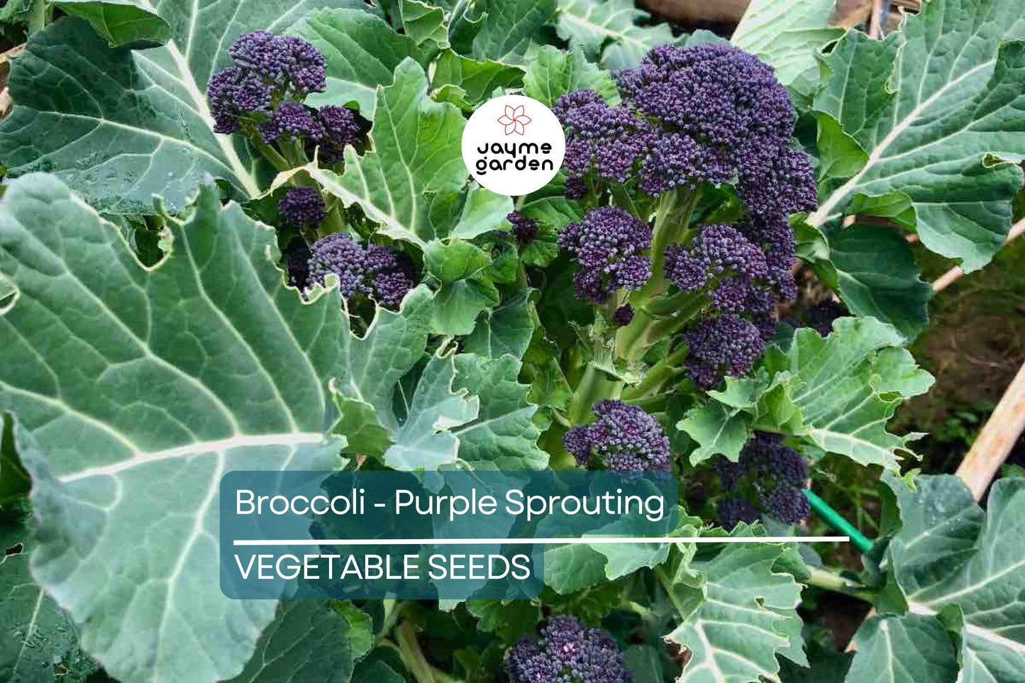 1,500 Purple Sprouting Broccoli Seeds – Non-GMO Heirloom, USA Seller, Cold Hardy