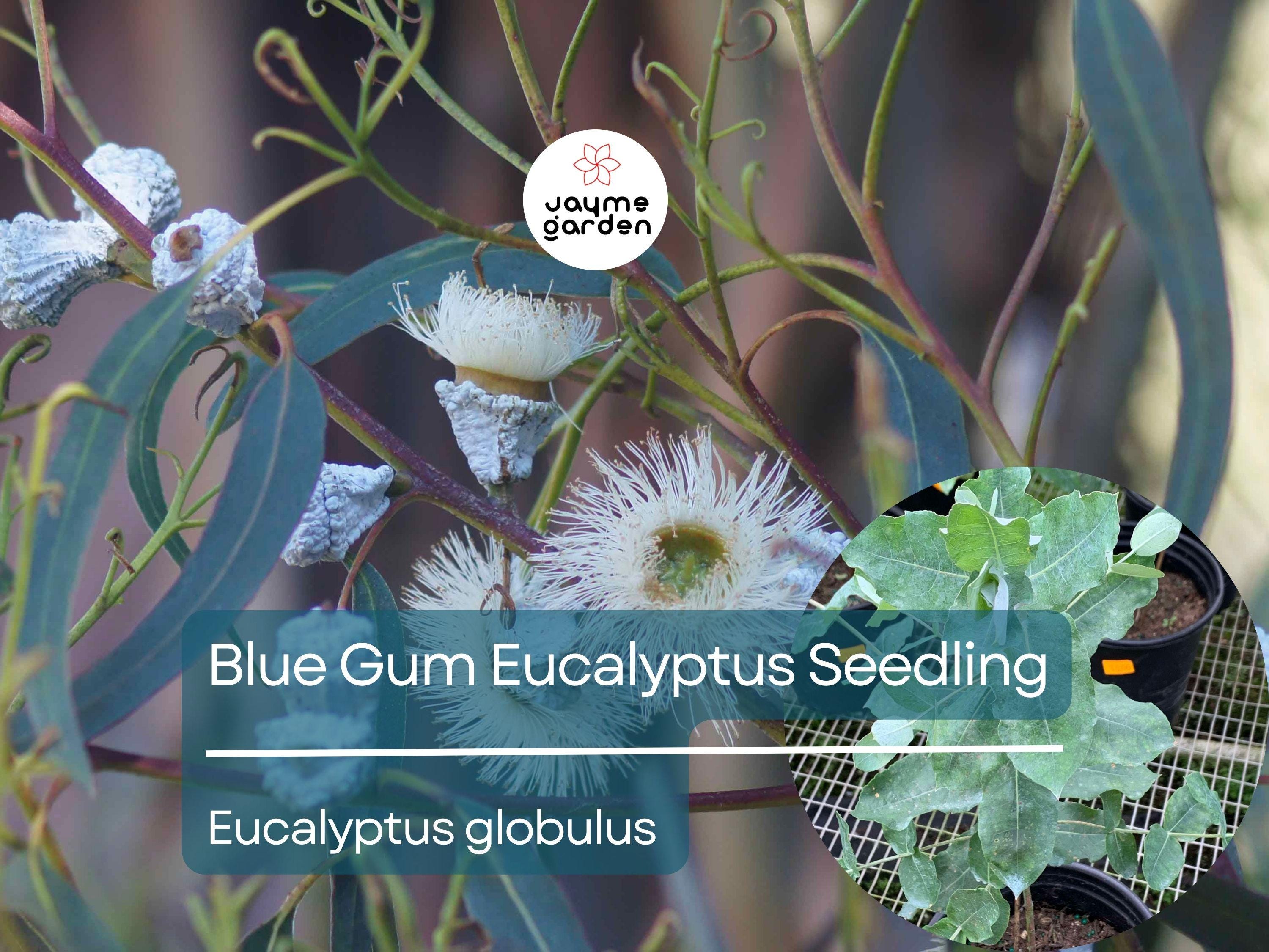 Blue Gum Eucalyptus Starter Plant (Eucalyptus globulus) - Live Plant 2′-3′ Tall - Aromatic Tree for Garden, Landscaping, & Essential Oils