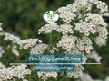 10 White Wedding Cake Spirea Unrooted Cuttings (Spiraea prunifolia) - 6-8 Inches, Ornamental Shrub, Hardy, Ideal for Landscaping & Gardens