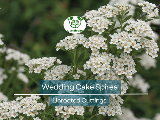 10 White Wedding Cake Spirea Unrooted Cuttings (Spiraea prunifolia) - 6-8 Inches, Ornamental Shrub, Hardy, Ideal for Landscaping & Gardens