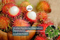 1 Grafted Rambutan Tree (Nephelium lappaceum) 24”-36” – Exotic Fruit-Bearing Tree for Tropical Gardens