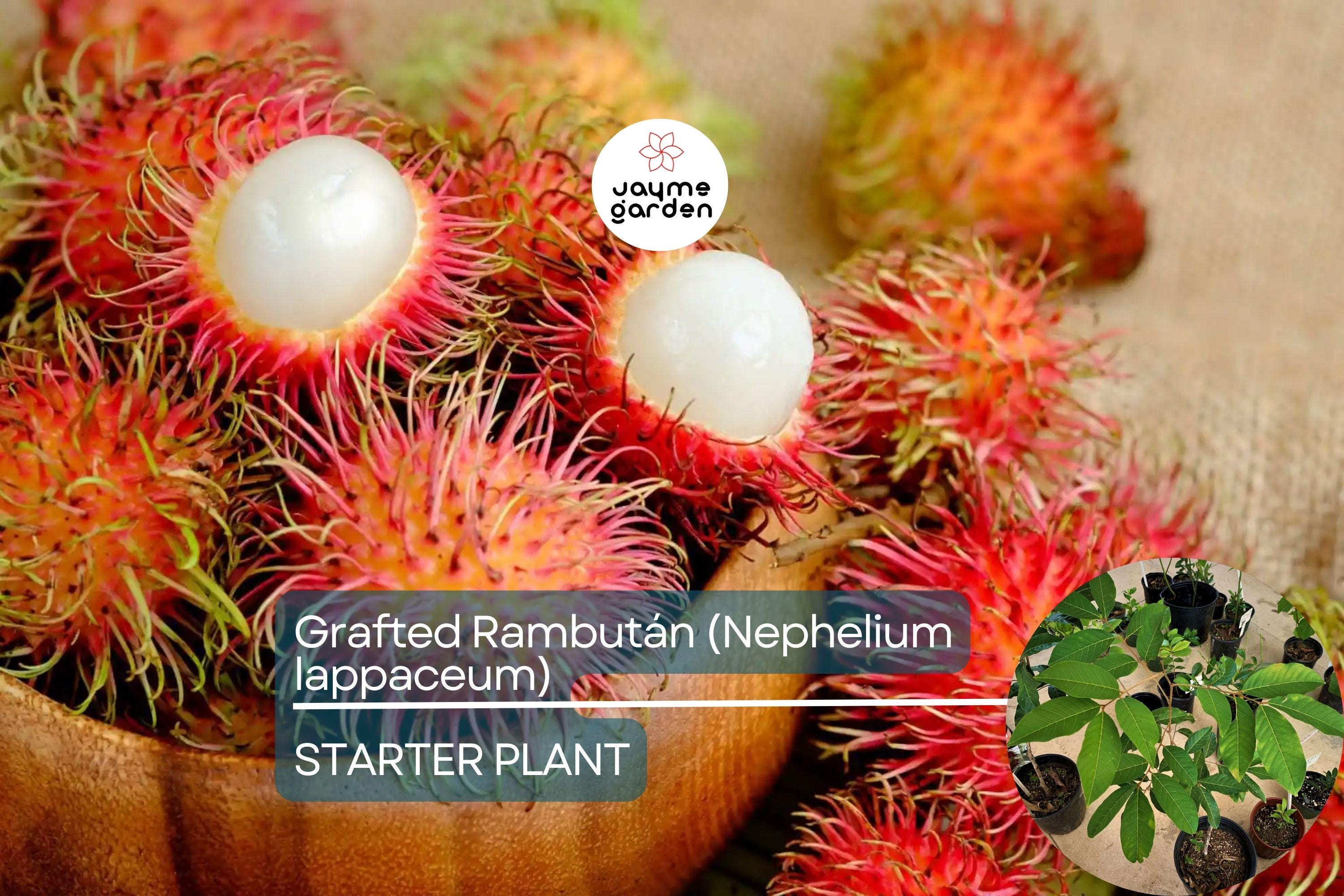 1 Grafted Rambutan Tree (Nephelium lappaceum) 24”-36” – Exotic Fruit-Bearing Tree for Tropical Gardens