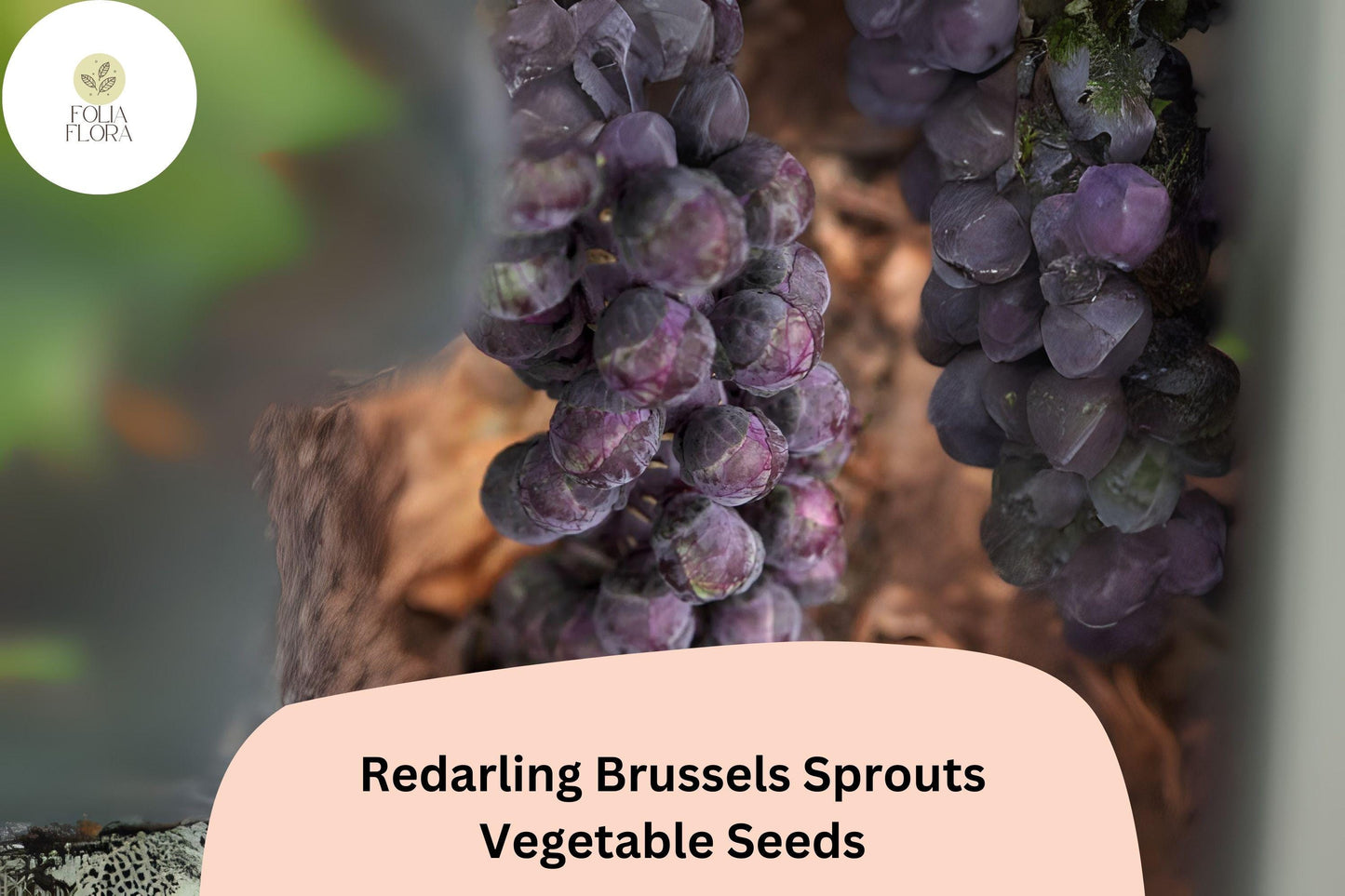 500+ Redarling Brussels Sprouts Seeds | Brassica oleracea | Red-Stem Hybrid Sprout Variety | Bulk Garden Seeds