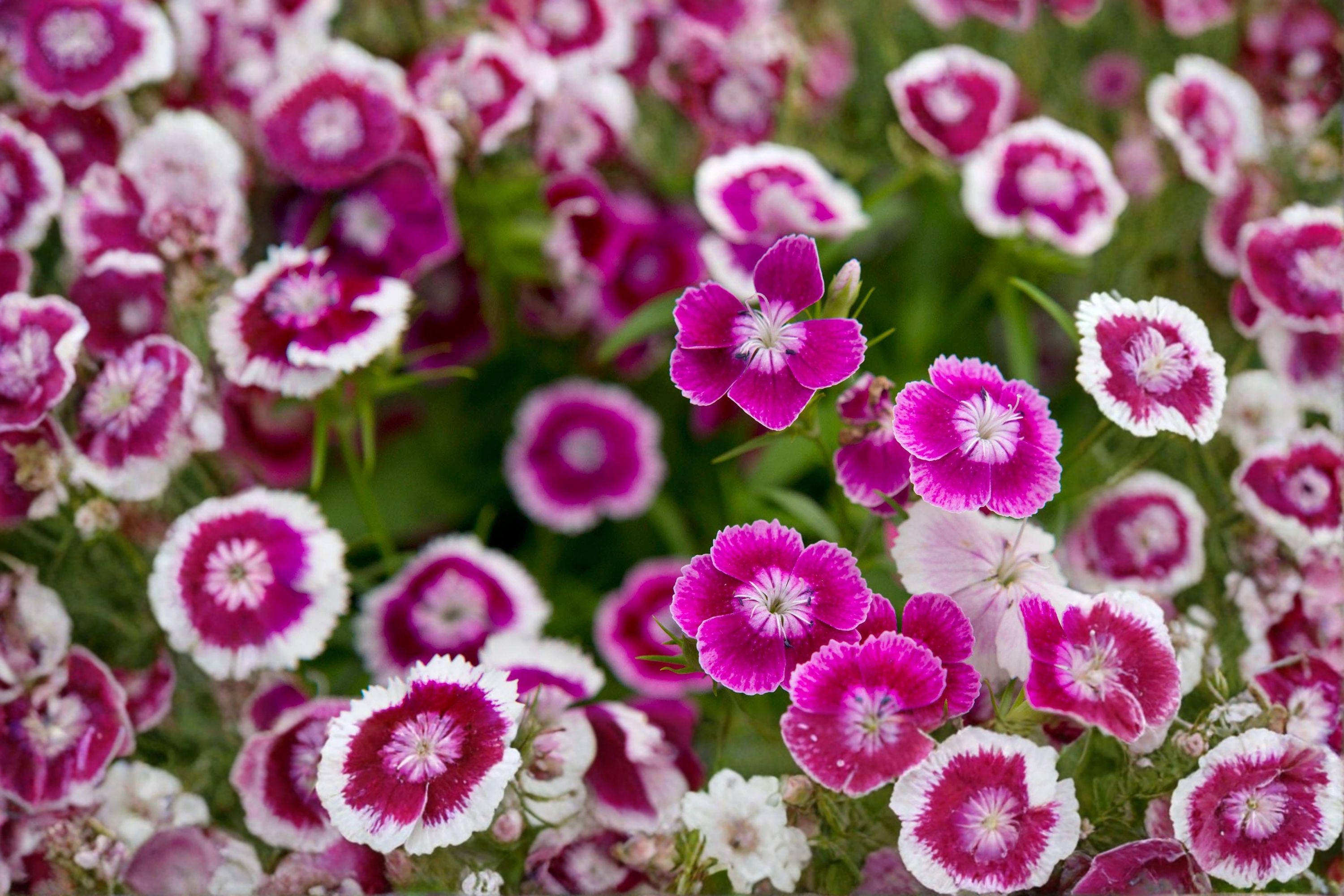 Sweet William – Dianthus barbatus Seeds | 100 Seeds | Fragrant Cottage Garden Flower | Biennial