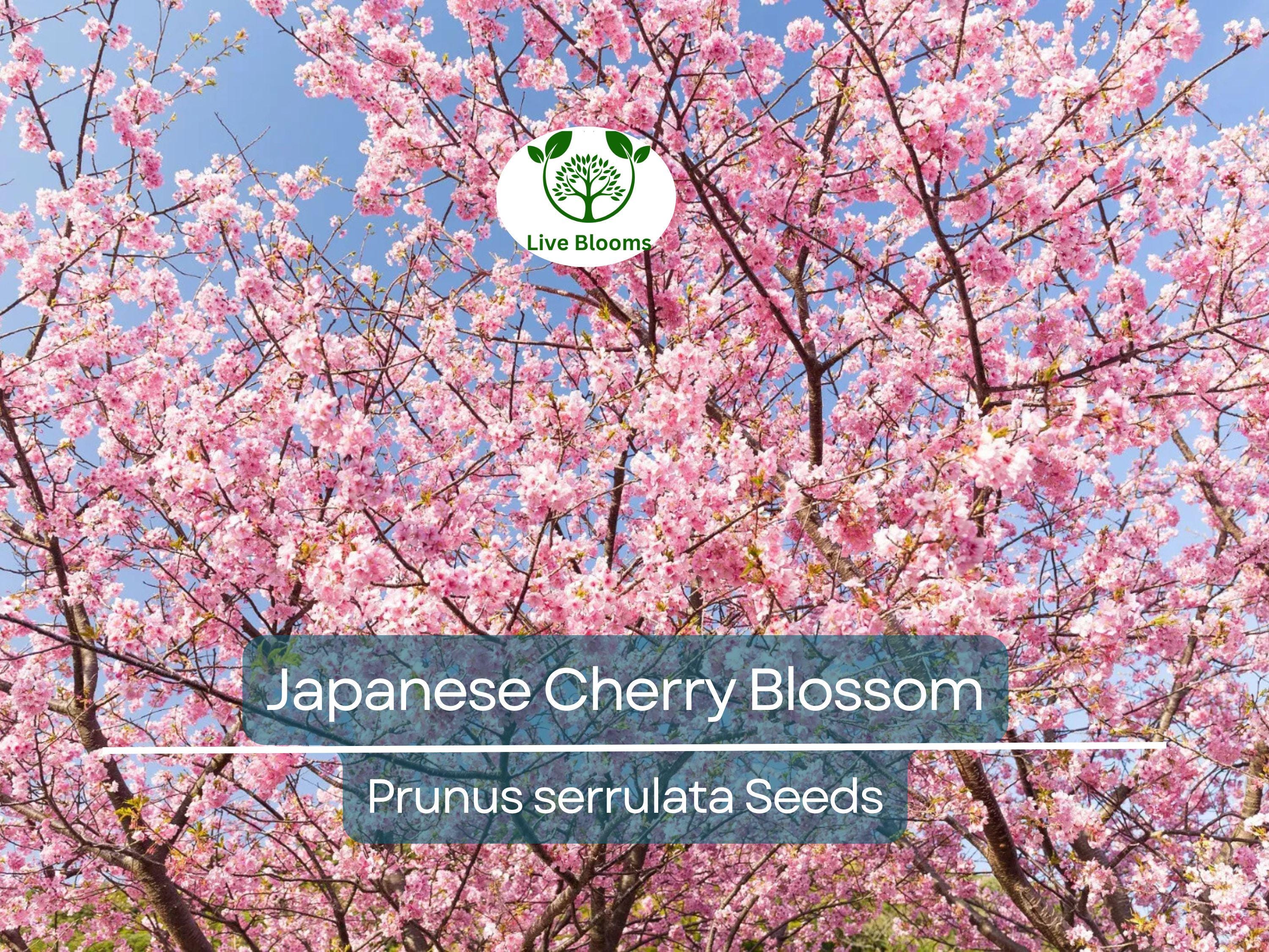 20 Japanese Cherry Blossom Tree Seeds (Prunus serrulata) | Pink Flowering Sakura Bonsai, Beautiful Spring Blooms, Ornamental Tree