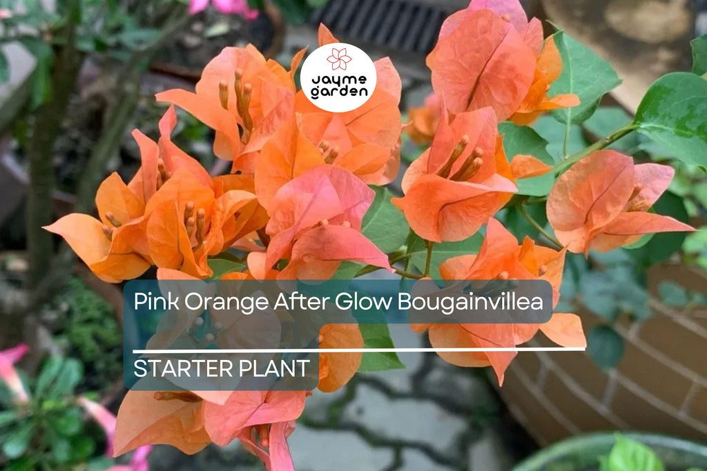 Organic Pink Orange Afterglow Bougainvillea Cuttings (12) - Rare Cerise Pink Red Blooms, Fast Growing, Drought Resistant, Root Guaranteed