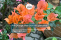 Organic Pink Orange Afterglow Bougainvillea Cuttings (12) - Rare Cerise Pink Red Blooms, Fast Growing, Drought Resistant, Root Guaranteed