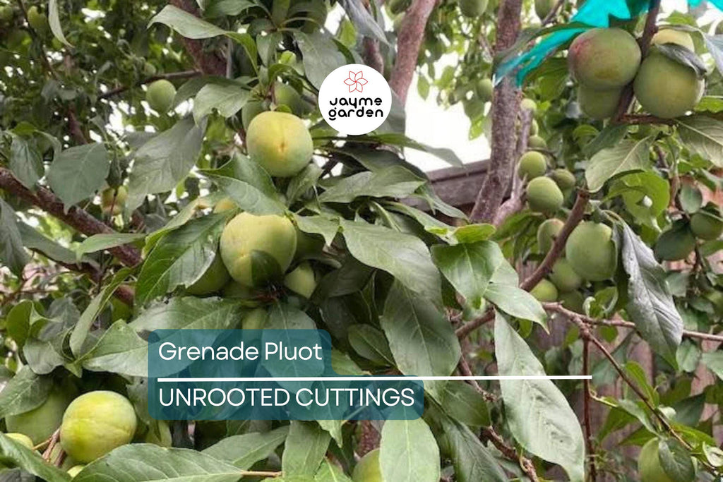5 Grenade Pluot Scions for Grafting | Plum x Apricot Hybrid | Sweet Golden Fruit | Heavy Producer | 2-5" with 3-5 Buds