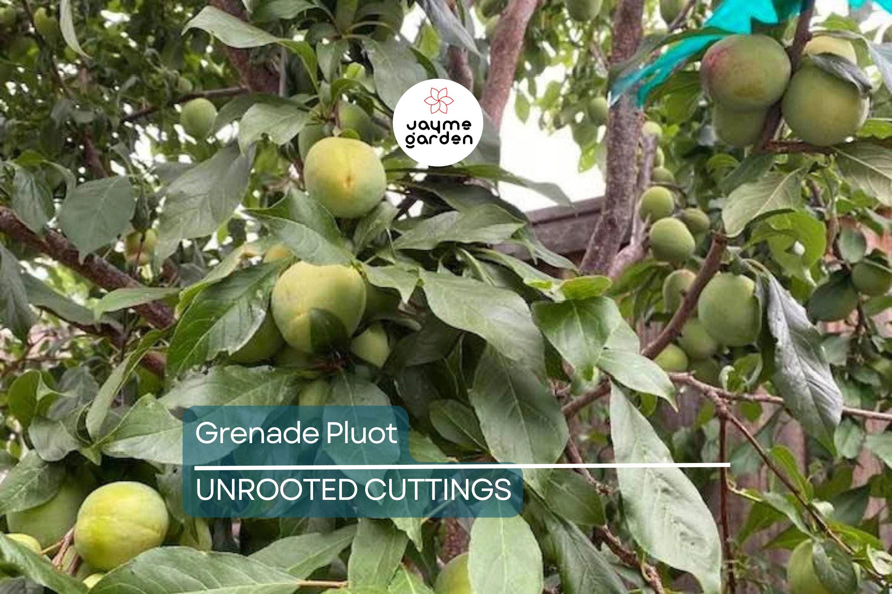 5 Grenade Pluot Scions for Grafting | Plum x Apricot Hybrid | Sweet Golden Fruit | Heavy Producer | 2-5" with 3-5 Buds