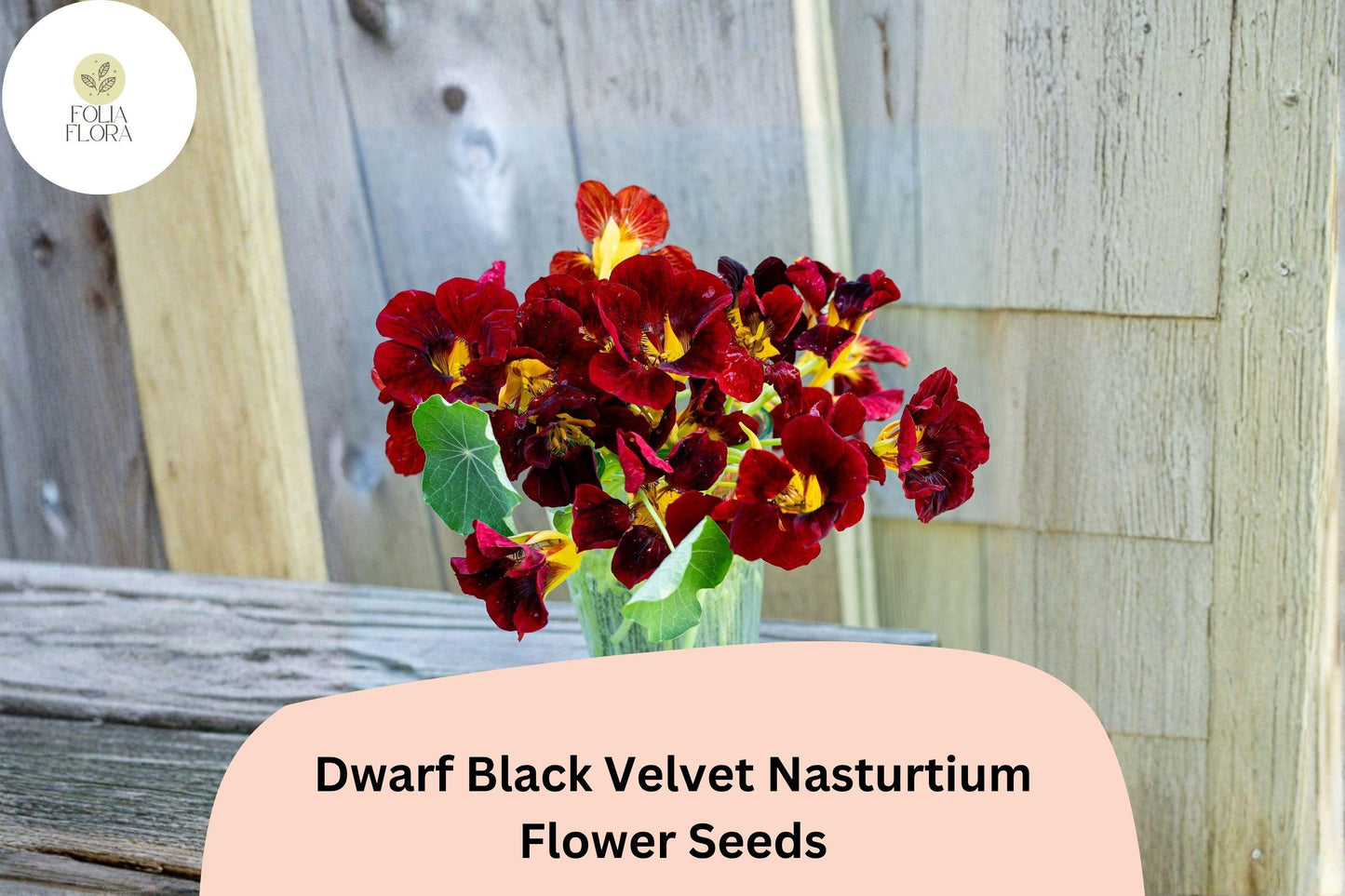 50+ Dwarf Black Velvet Nasturtium Seeds | Tropaeolum majus | Deep Burgundy-Red Blooms