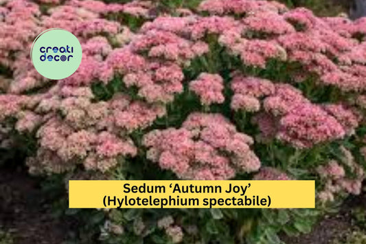6 Sedum ‘Autumn Joy’ – Live Bare Root Succulent Perennials with Pink Blooms, Hardy Drought-Tolerant Plants for Borders & Pollinator Gardens