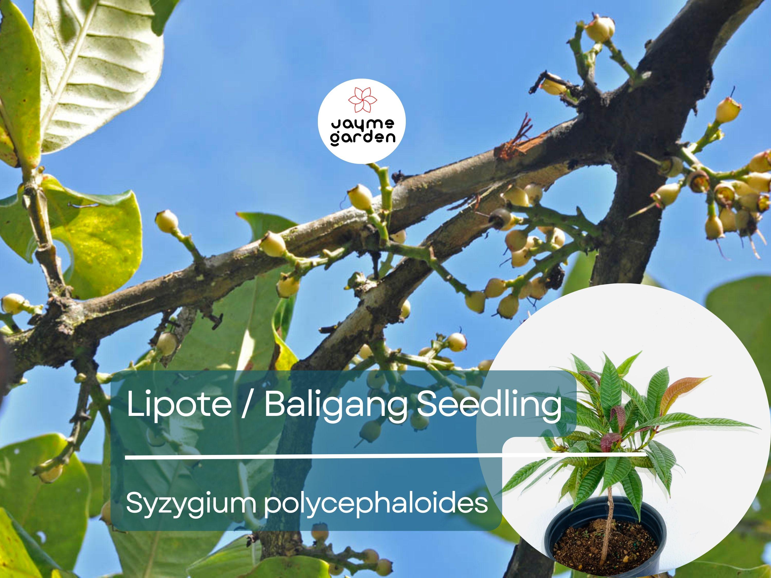 Lipote Starter Plant Seedling (Syzygium polycephaloides) - Baligang Live Tropical Fruit Tree 1′-2′ Tall - Rare Fruit for Garden & Orchard