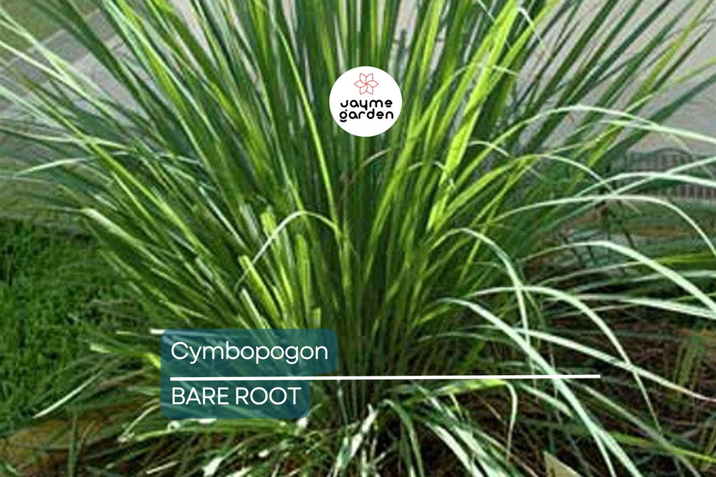 5 Lemongrass Plants - Bare Root Cymbopogon Herb - Easy to Grow, Ready to Plant