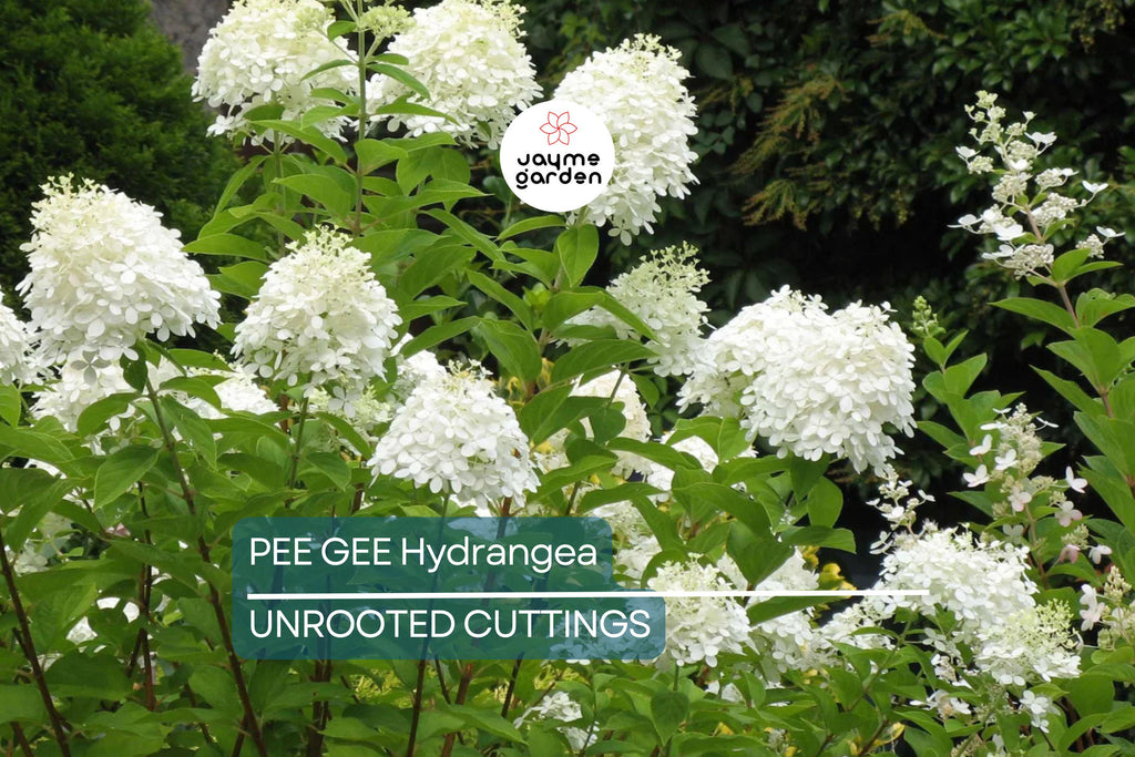 Live Pee Gee Hydrangea Cuttings (8+) | Fresh Unrooted Clones with Rooting Instructions |