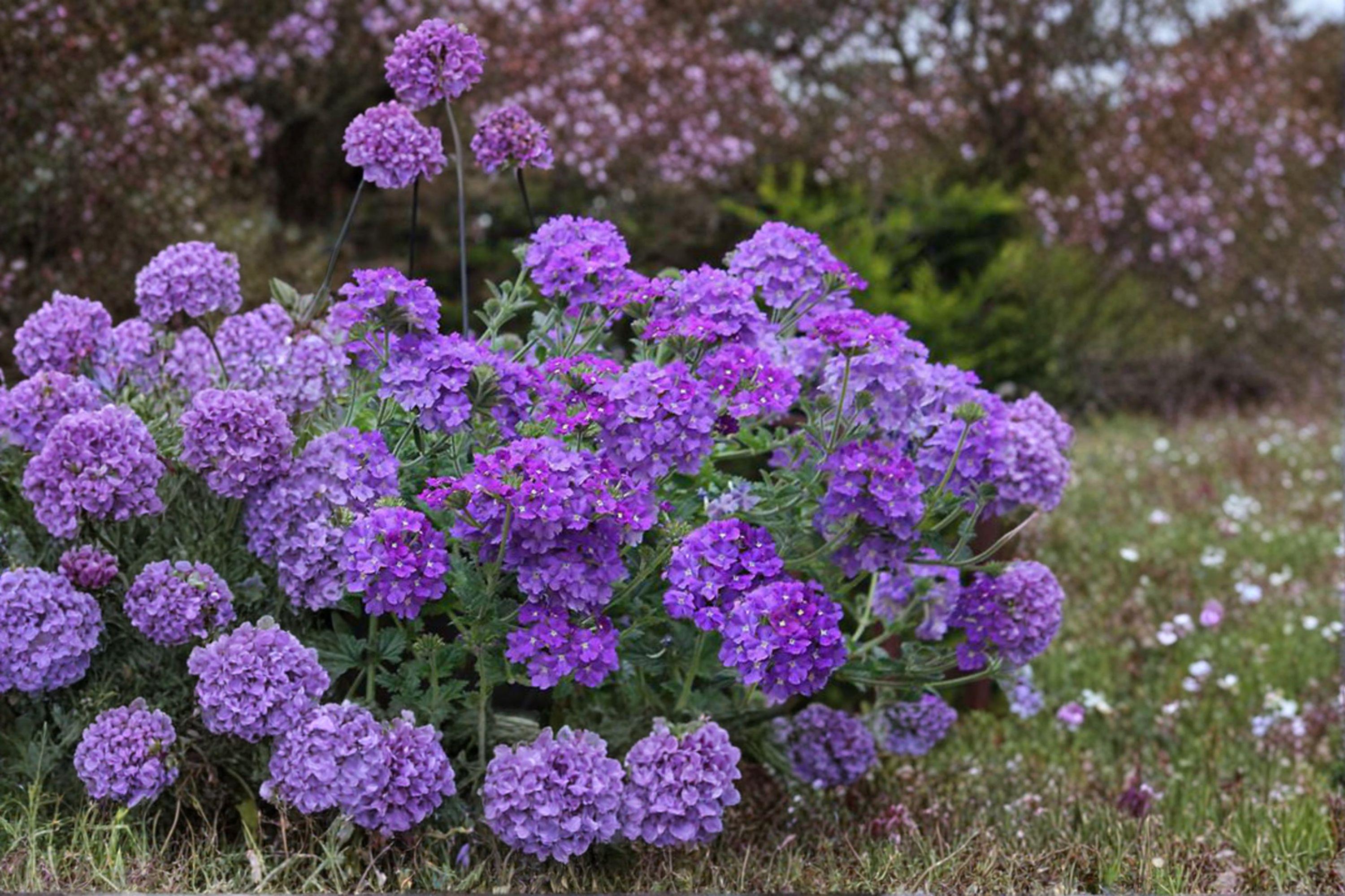Moss Verbena – Verbena tenuisecta 100 Seeds | Spreading Annual | Purple Ground Cover | Heat Tolerant Blooms