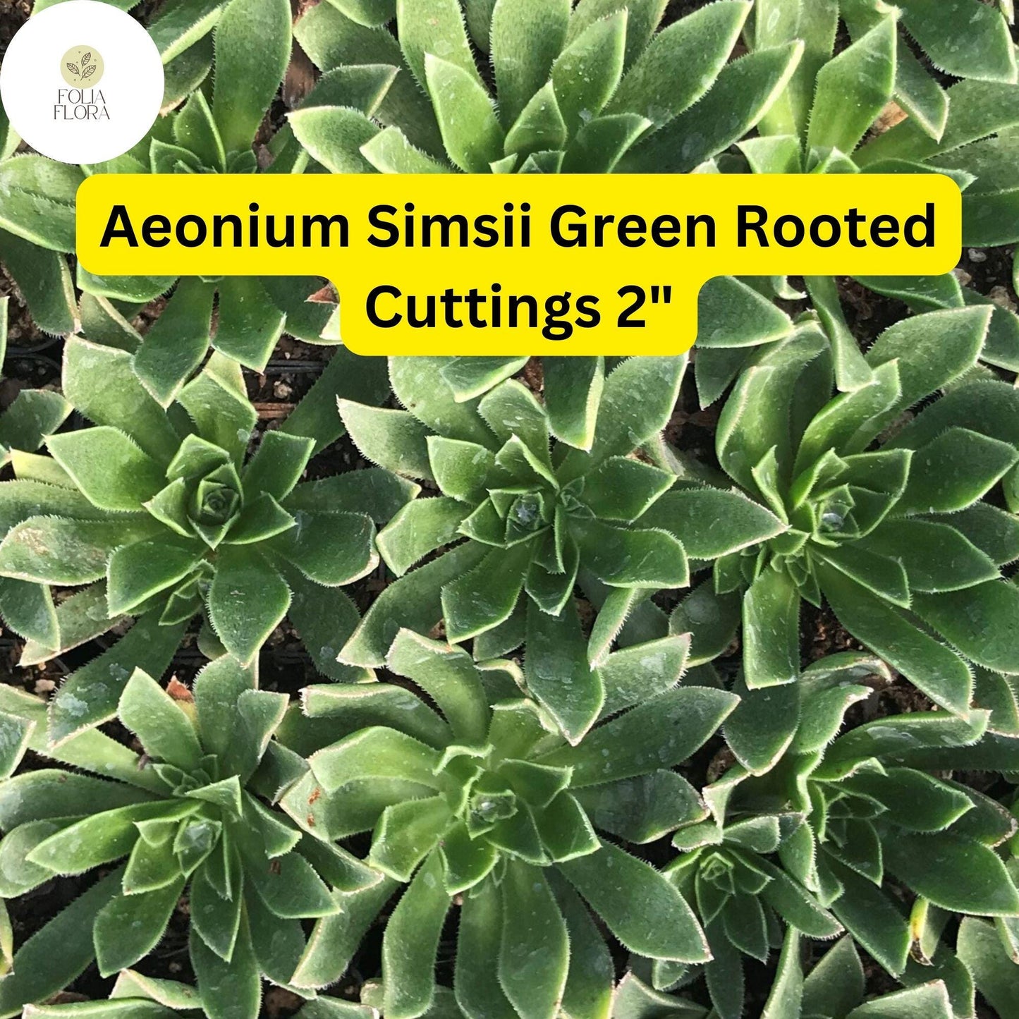 Aeonium simsii ‘Green’ | 3 Rooted Cuttings Live 2" Succulent Plants | Rosette-Forming, Drought-Tolerant, Easy-Care Houseplant