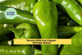 3pcs of 250mg Sonora Mild Hot Pepper Seeds – Mild Chili for Roasting, Salsa & Garden Growing, Productive Early Harvest Seeds for Planting