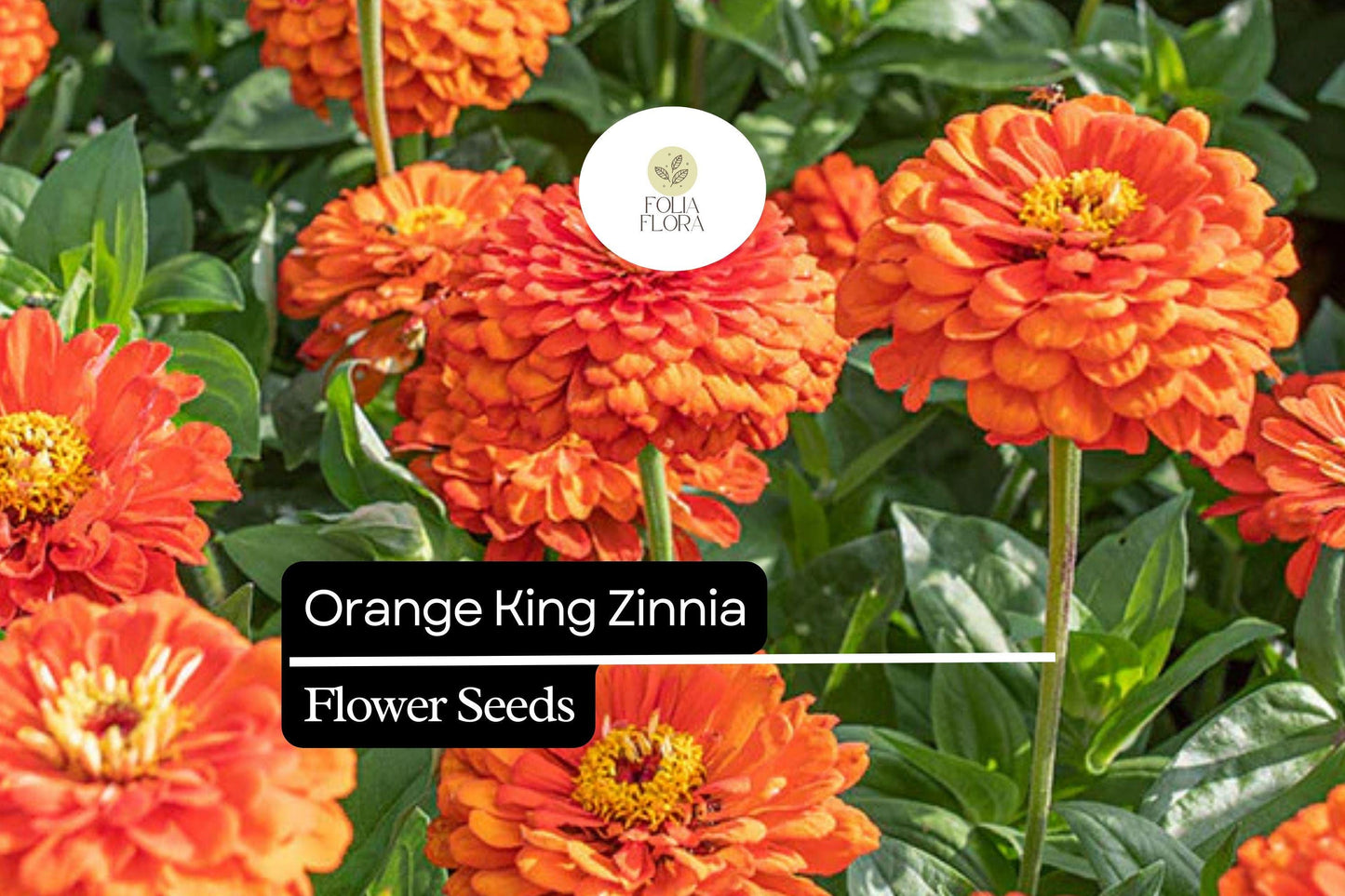 Orange King Zinnia (Zinnia elegans) Seeds – Vibrant Orange Blooms for Summer Gardens