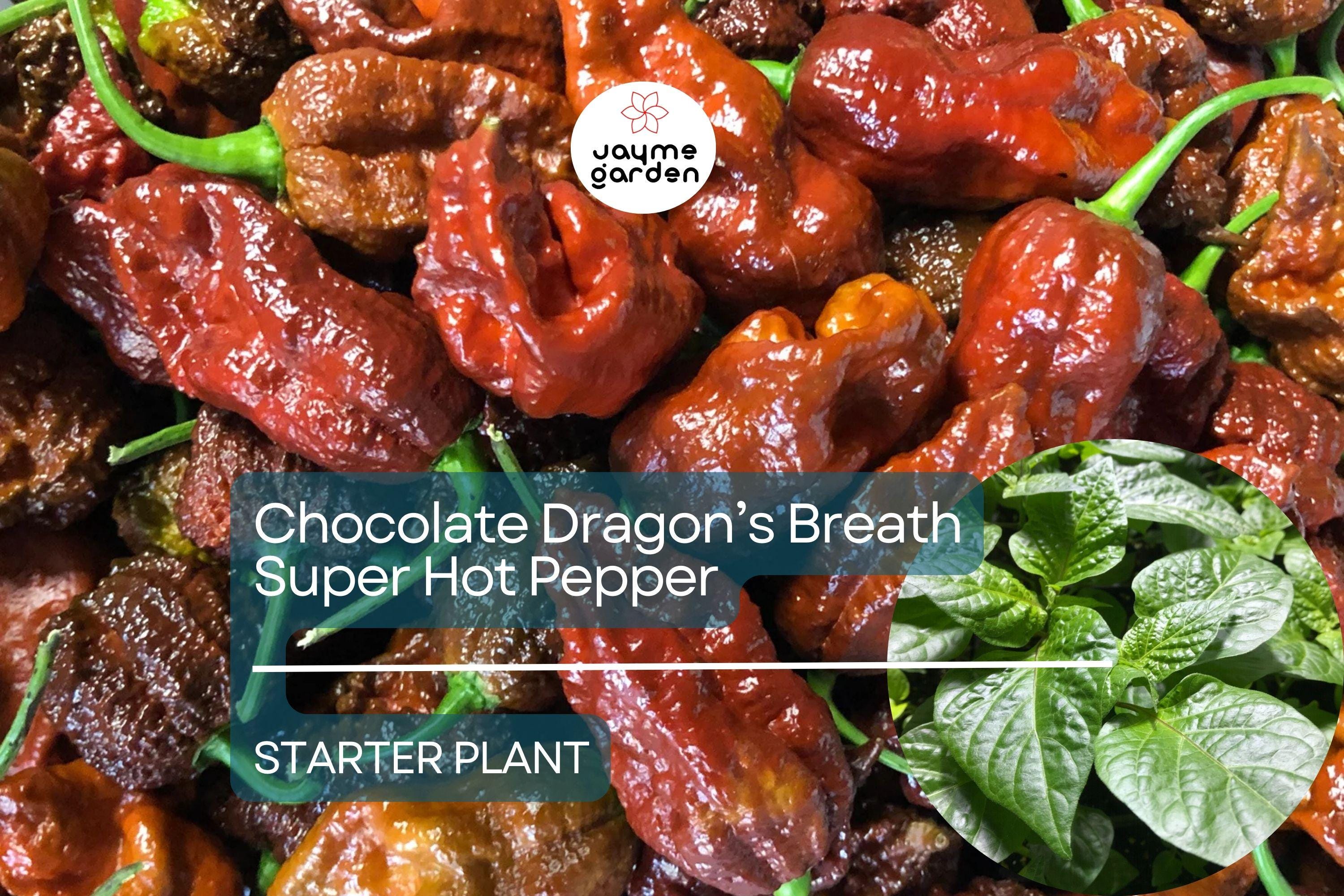 3 Chocolate Dragon’s Breath Starter Plants - Super Hot Pepper Live Plants - Young Plants for Gardens, Containers, & Spicy Recipes