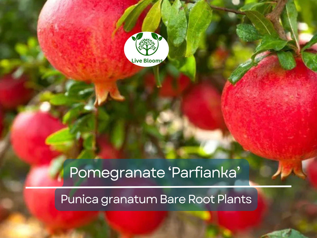 1 Parfianka Pomegranate Tree – Live Bare Root Plant (7") – Sweet-Tart Fruit Variety – Cold Hardy & Productive – Zones 7–10
