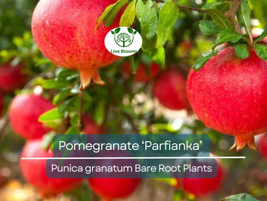 1 Parfianka Pomegranate Tree – Live Bare Root Plant (7") – Sweet-Tart Fruit Variety – Cold Hardy & Productive – Zones 7–10