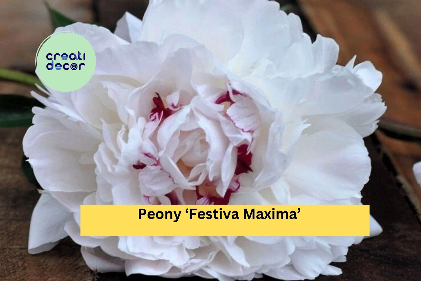 Peony ‘Festiva Maxima’ Live Plants | Bare Root Perennial | White Double-Bloom Peony for Outdoor Garden Borders & Cut Flower Gardens