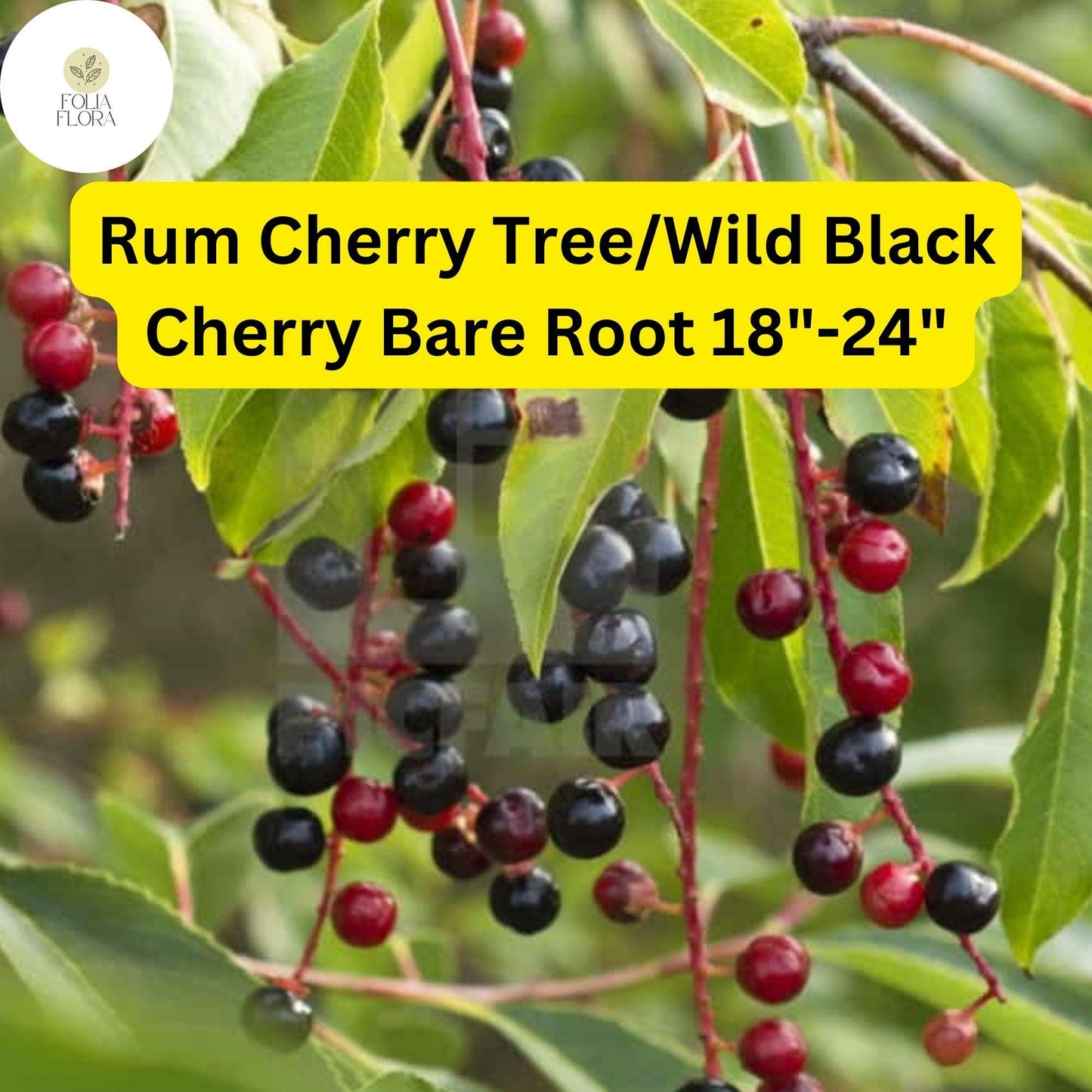 1 Rum Cherry Tree (Prunus serotina) / Wild Black Cherry – Live Bare Root Plant 18"-24"
