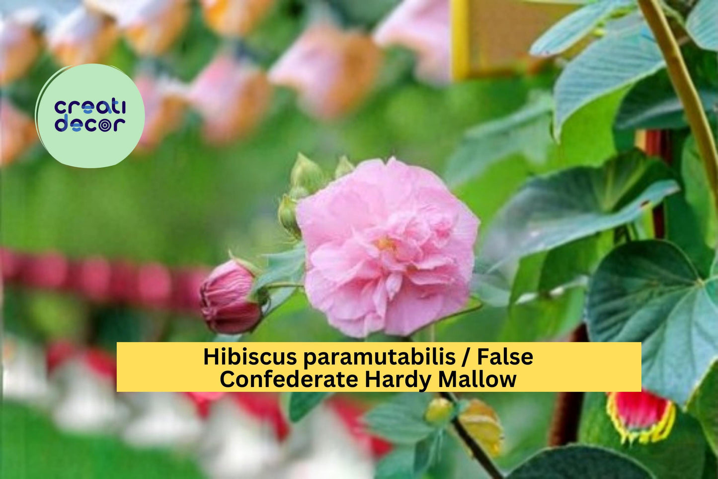 False Confederate Rose Seeds Hibiscus paramutabilis 10 Count Hardy Hibiscus Flower Garden Shrub Seeds