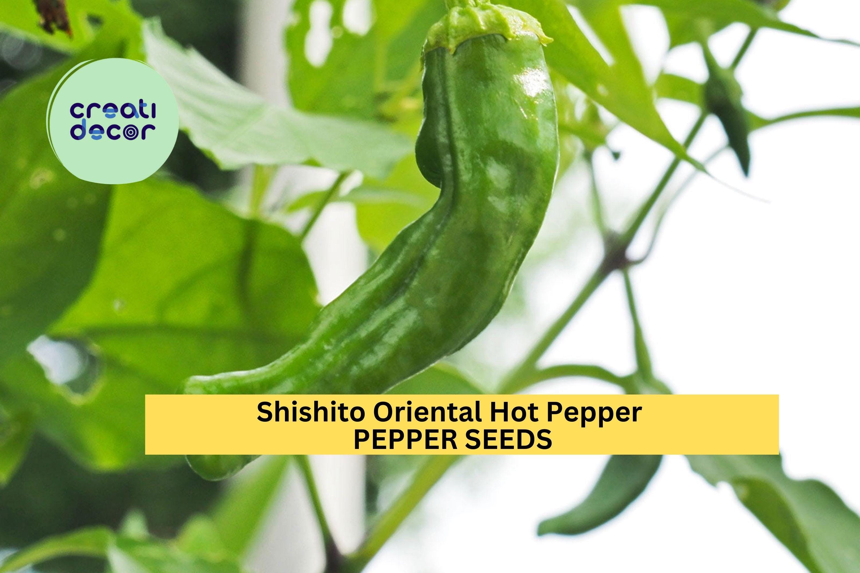 3pcs of 250mg Shishito Oriental Hot Pepper Seeds – Mild & Flavorful Asian Chili – Productive Garden Seeds for Planting