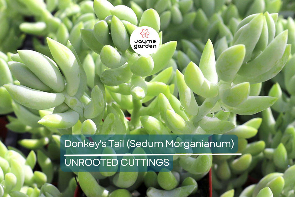 5" Donkey's Tail Succulent Cuttings (Sedum Morganianum) | 3 Fresh Burro’s Tail Cuttings | Trailing Succulent | Easy-Care Houseplant