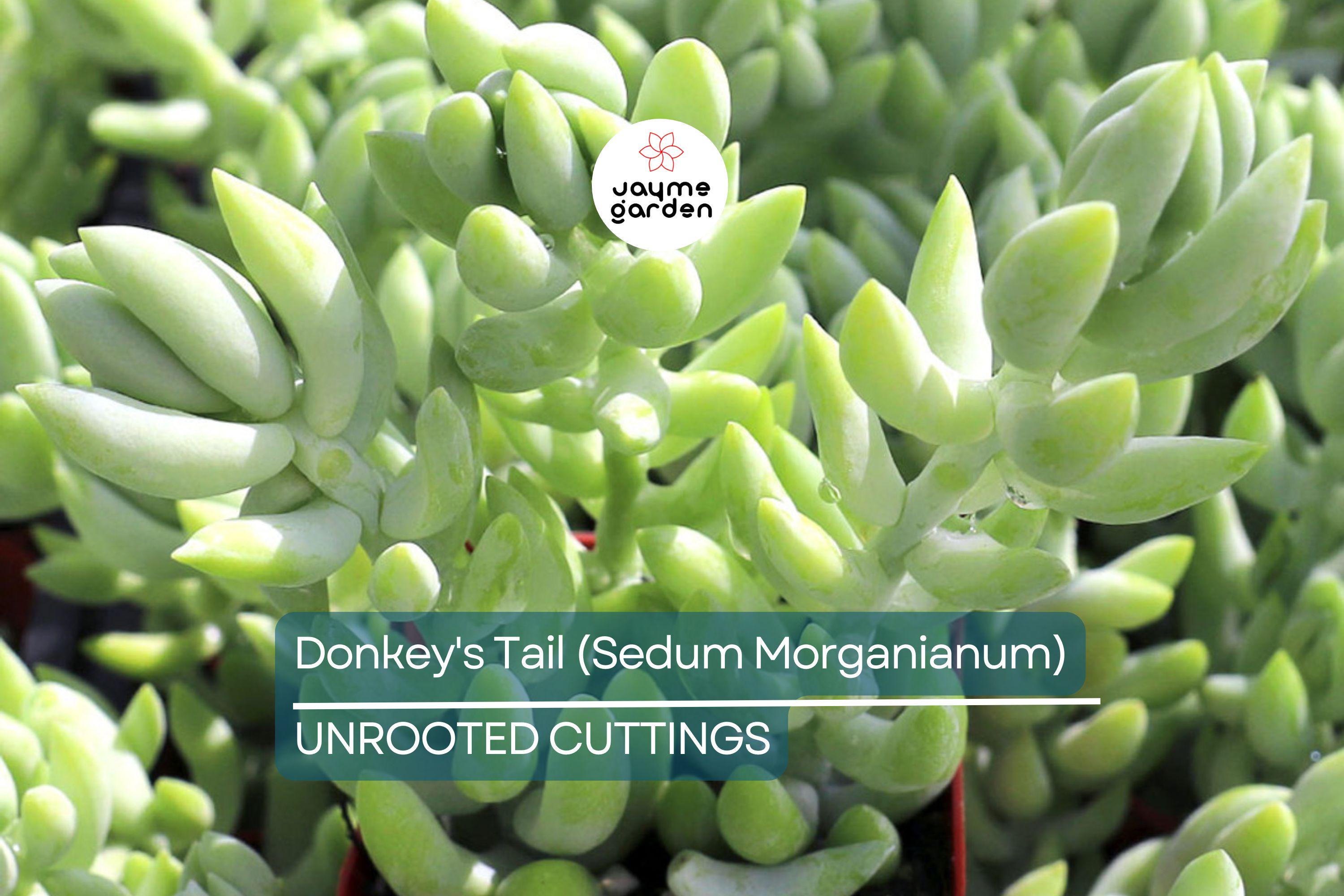 5" Donkey's Tail Succulent Cuttings (Sedum Morganianum) | 3 Fresh Burro’s Tail Cuttings | Trailing Succulent | Easy-Care Houseplant