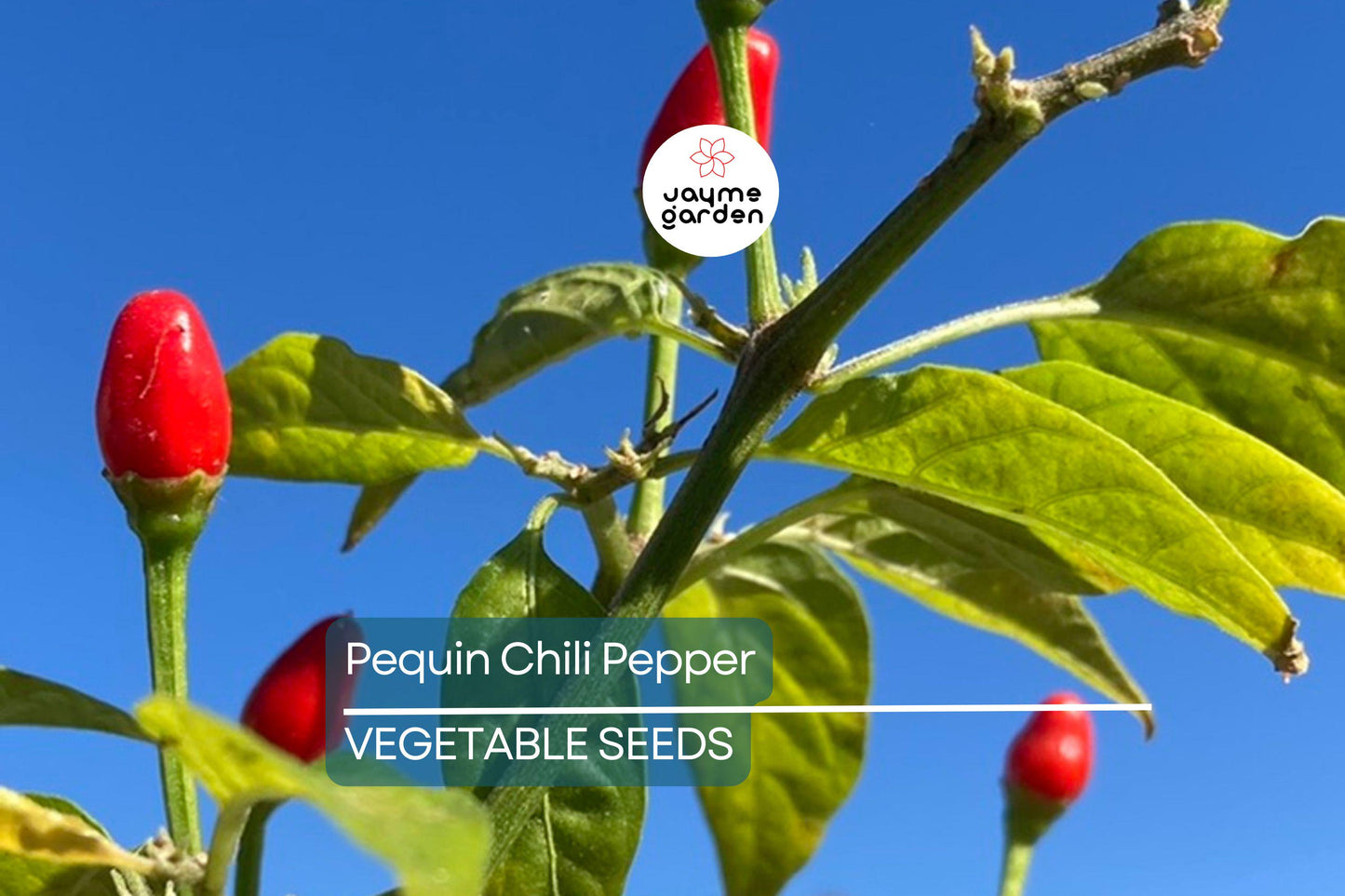 50+ Pequin Chili Pepper Seeds - 24" Hot Piquin Bird Pepper - NON-GMO USA
