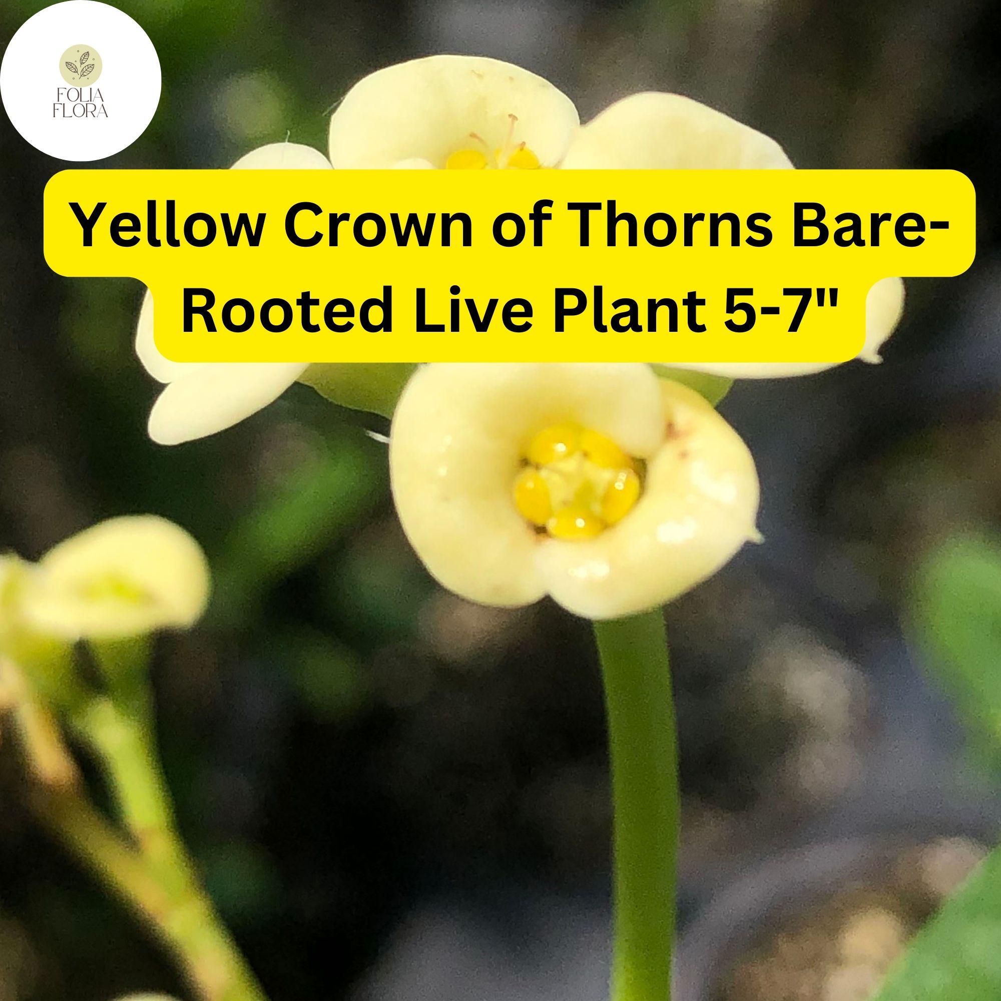 1 Euphorbia milii - Yellow Crown of Thorns Bare-Rooted Live Plant 5-7" - Big Flowers, Drought-Tolerant
