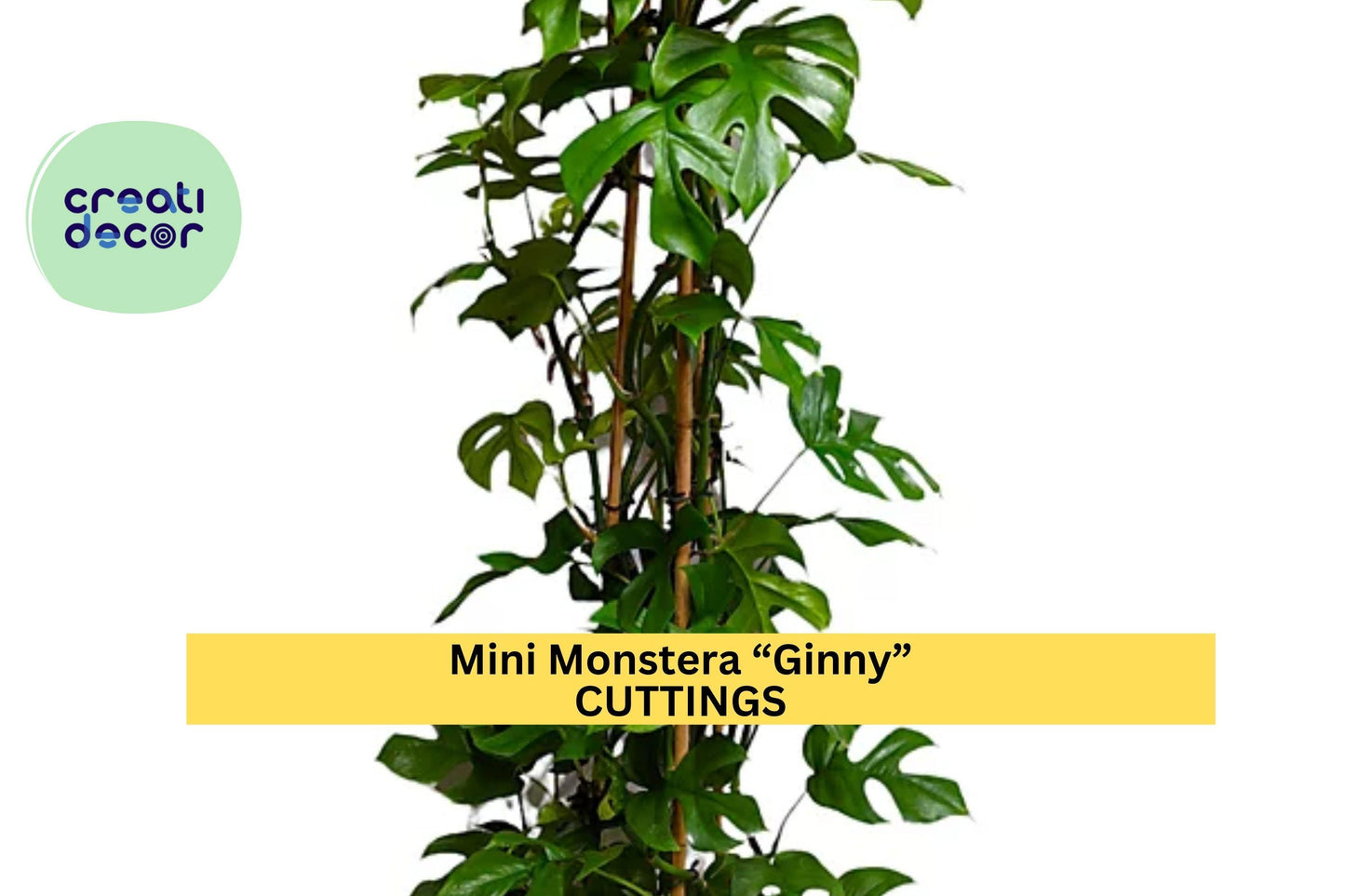 1 Mini Monstera “Ginny” Rooted Cutting – Rhaphidophora tetrasperma | Rare Tropical Houseplant for Pots, Vines, or Indoor Jungle Decor