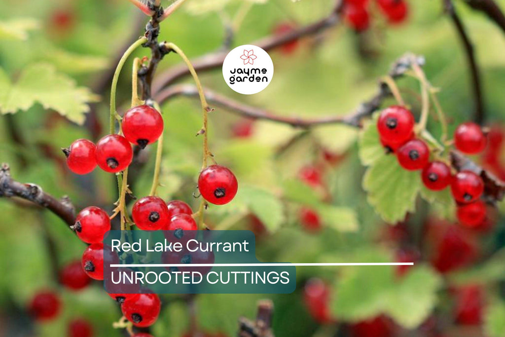 Red Lake Currant Hardwood Cuttings | 8 Fresh 6-10” Cuttings | Edible Berries | Easy to Grow |