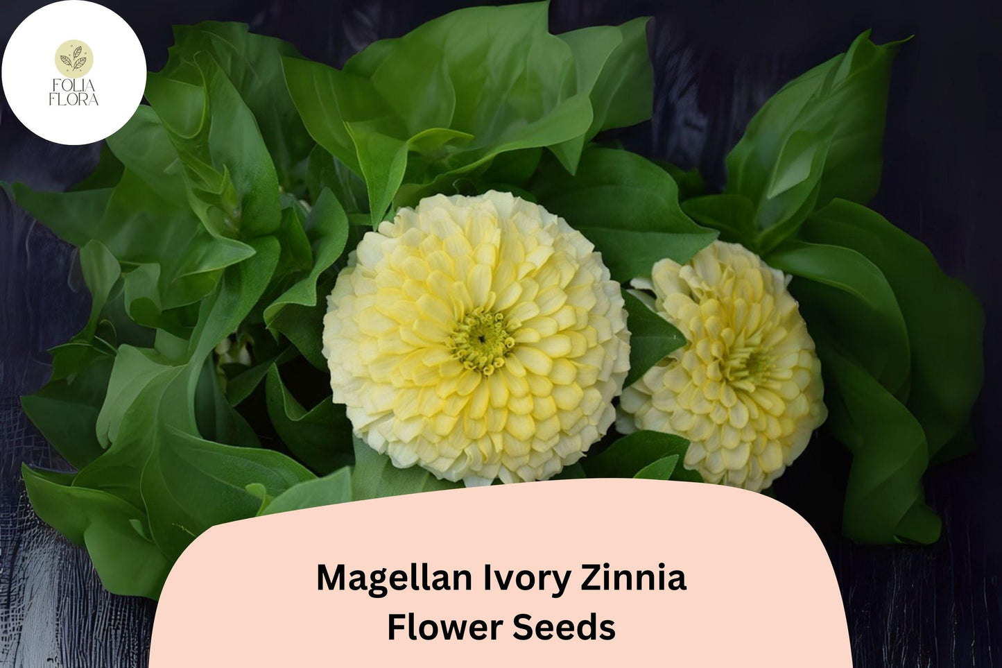 Magellan Ivory Zinnia Seeds: Creamy White Blooms for Cut Flower Gardens