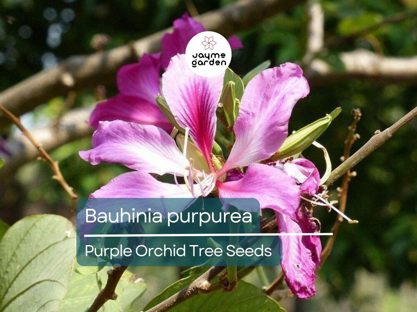 10 Seeds Bauhinia Purpurea for Planting | Orchid Tree Seeds | Purple Camel's Foot Flower Seeds | Fast Growing Ornamental Flowering Tree