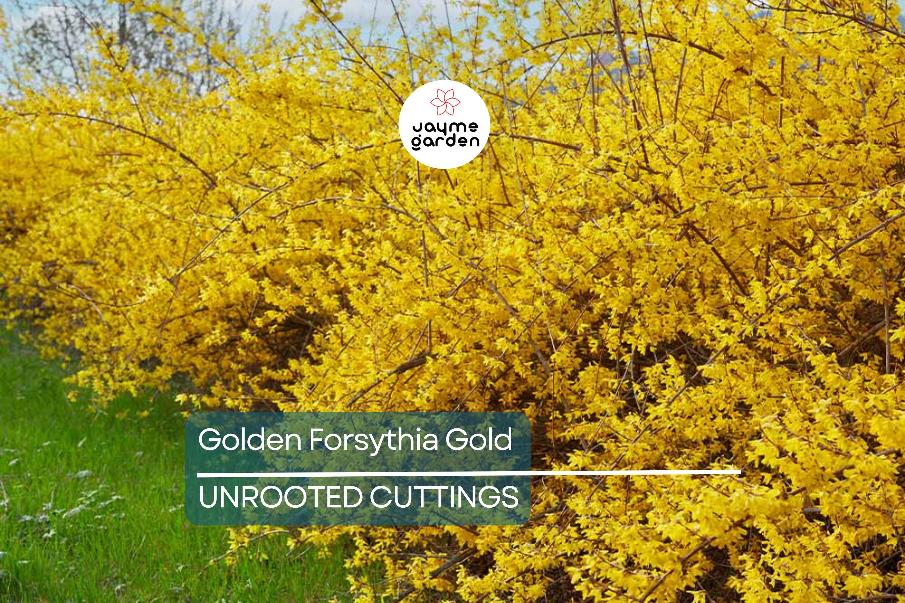 15 Golden Forsythia Gold Cuttings, Hardy Ornamental Bush, Privacy Hedge, Yellow Flowers