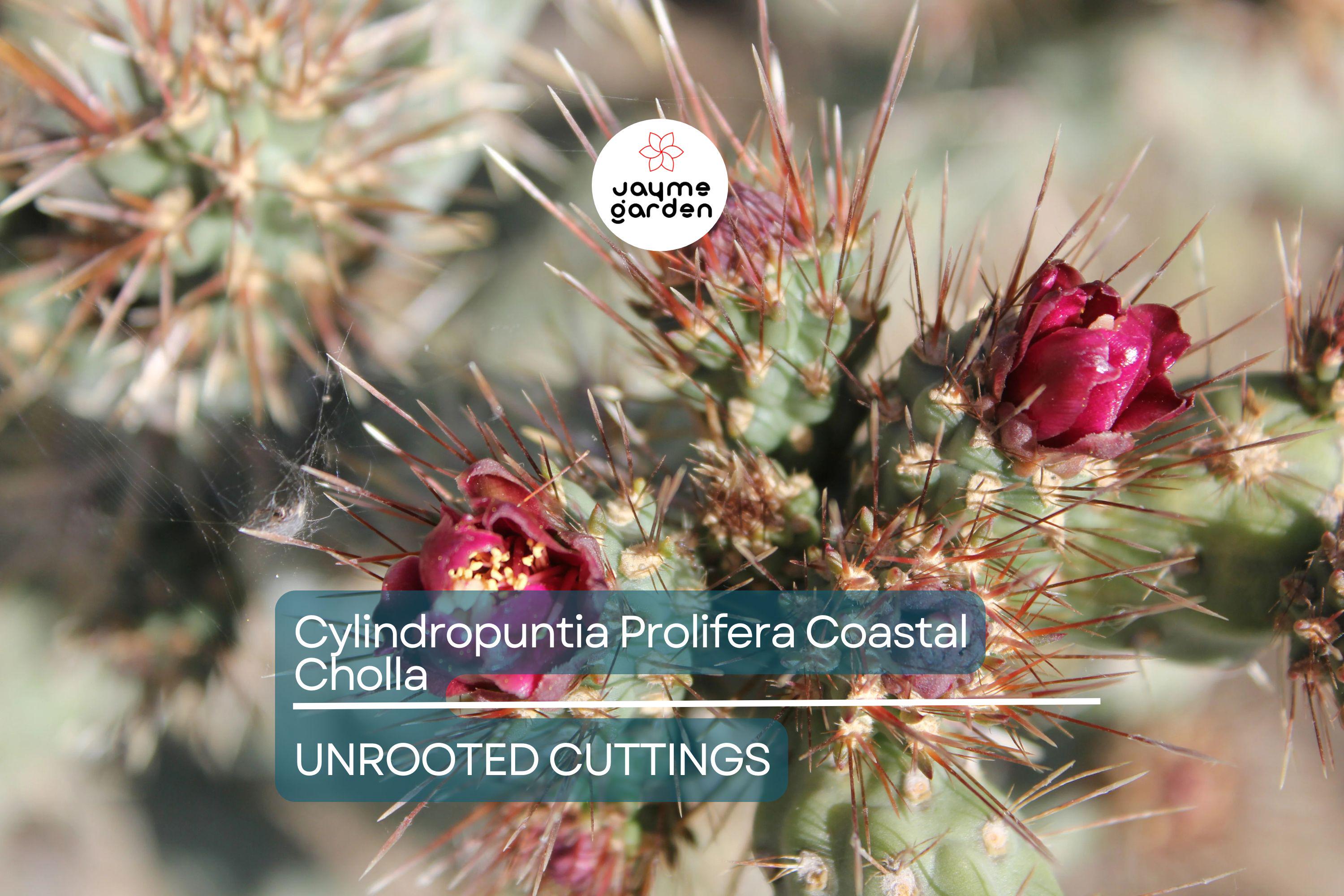 Cylindropuntia Prolifera Coastal Cholla Cactus Cutting - 3" Los Angeles CA Pup, Full/Partial Sun