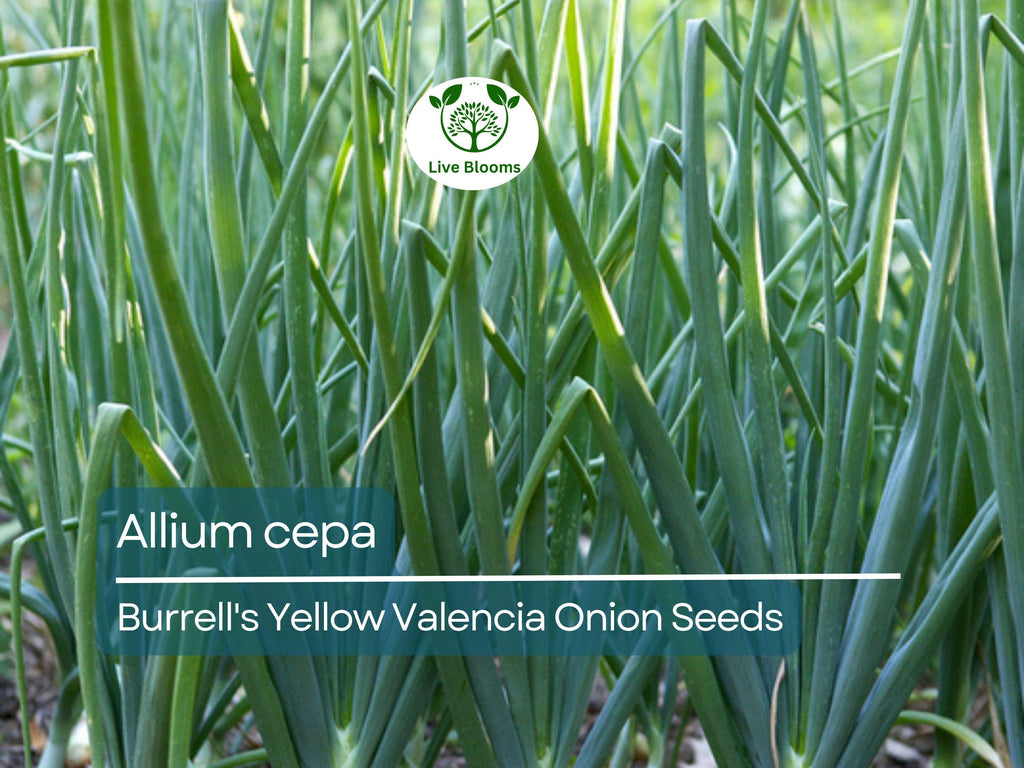 250 mg Onion Seeds - Burrell's Yellow Valencia | Allium cepa | Heirloom Vegetable Seeds for Planting, Gardening & Harvesting