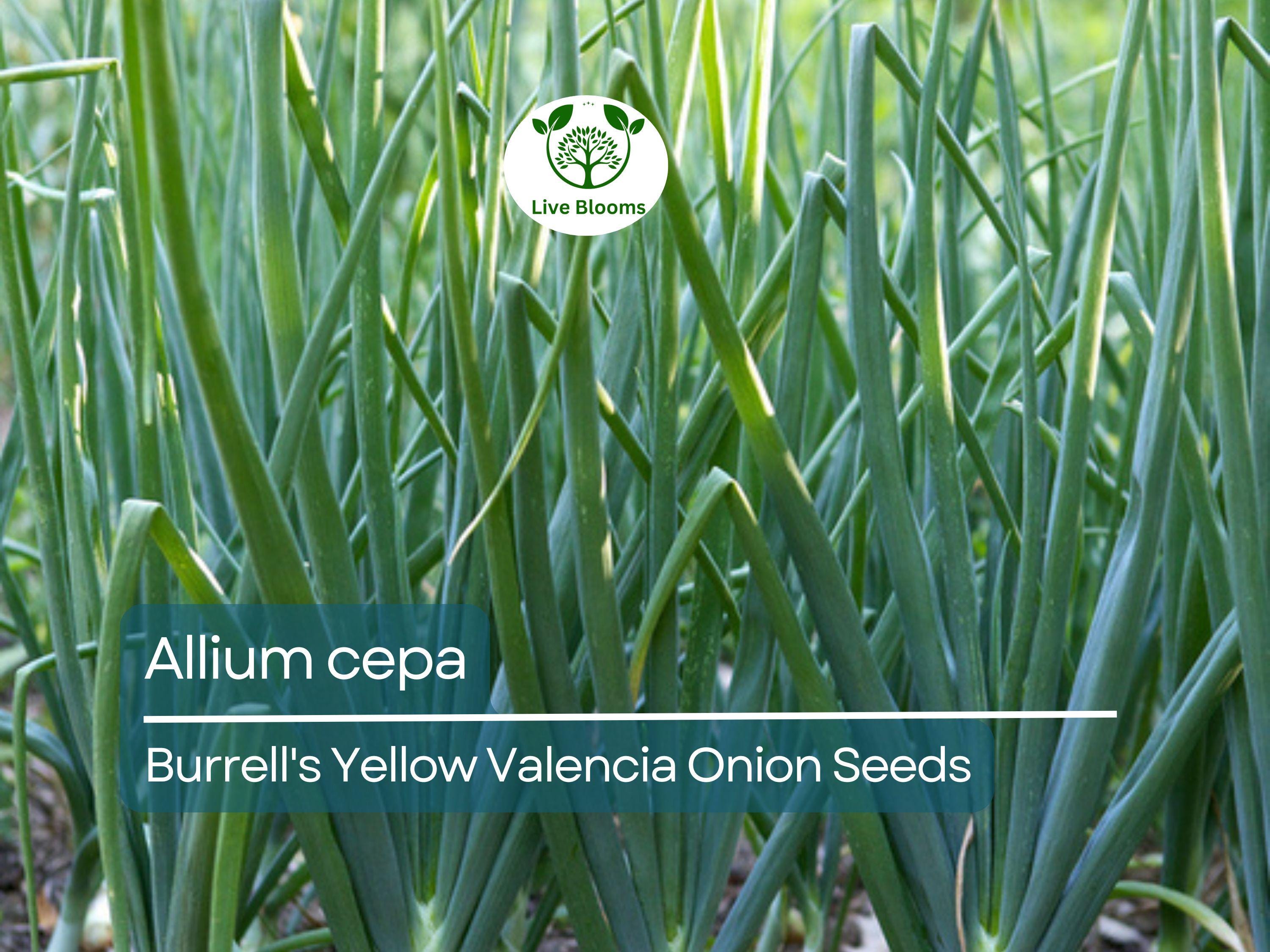 250 mg Onion Seeds - Burrell's Yellow Valencia | Allium cepa | Heirloom Vegetable Seeds for Planting, Gardening & Harvesting