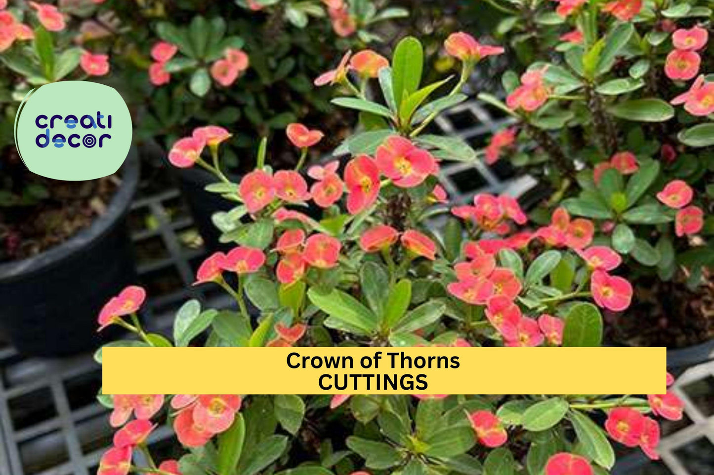 Thai Hybrid Crown of Thorns | Euphorbia milii Micro Mini | 1 Rooted Cutting | Rare Small Bloom Variety | Indoor Succulent