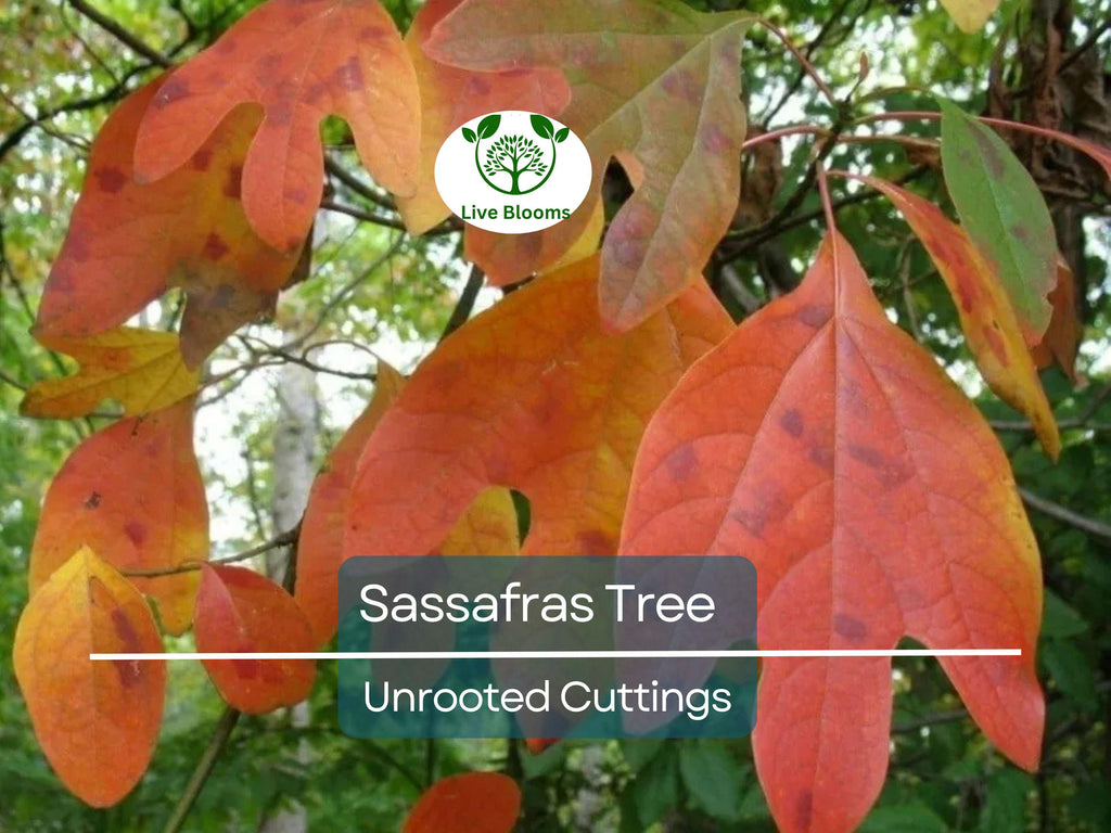 10 Sassafras Cuttings – Fresh Unrooted Edible/Wildlife/Ornamental – Sassafras albidum – Wild Food, Garden Plant