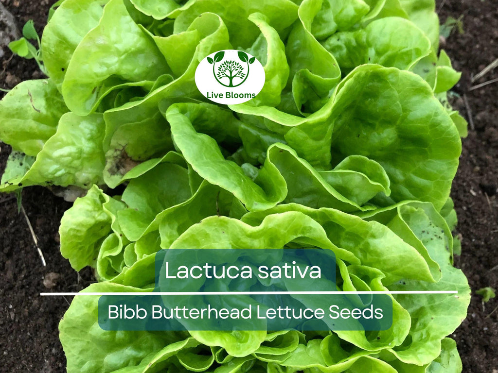 700 Seeds Bibb Butterhead Lettuce – Lactuca sativa | Heirloom Lettuce Seeds for Planting, Gardening & Tender, Sweet Harvests