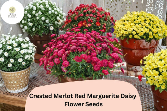 200+ Crested Merlot Red Marguerite Daisy Seeds | Argyranthemum frutescens | Deep Red Blooms | Annual Garden Flower