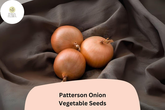 500+ Patterson Onion Seeds | Long-Day Storage Onion | Golden Yellow Heirloom | Garden Planting | Allium cepa Seeds